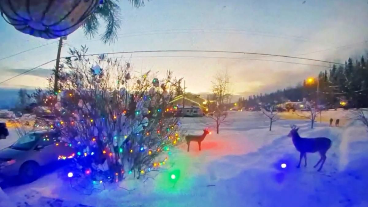 Считают конкурентом: как настоящие олени реагируют на игрушечного Рудольфа - Pets Считают конкурентом: как настоящие олени реагируют на игрушечного Рудольфа - Pets