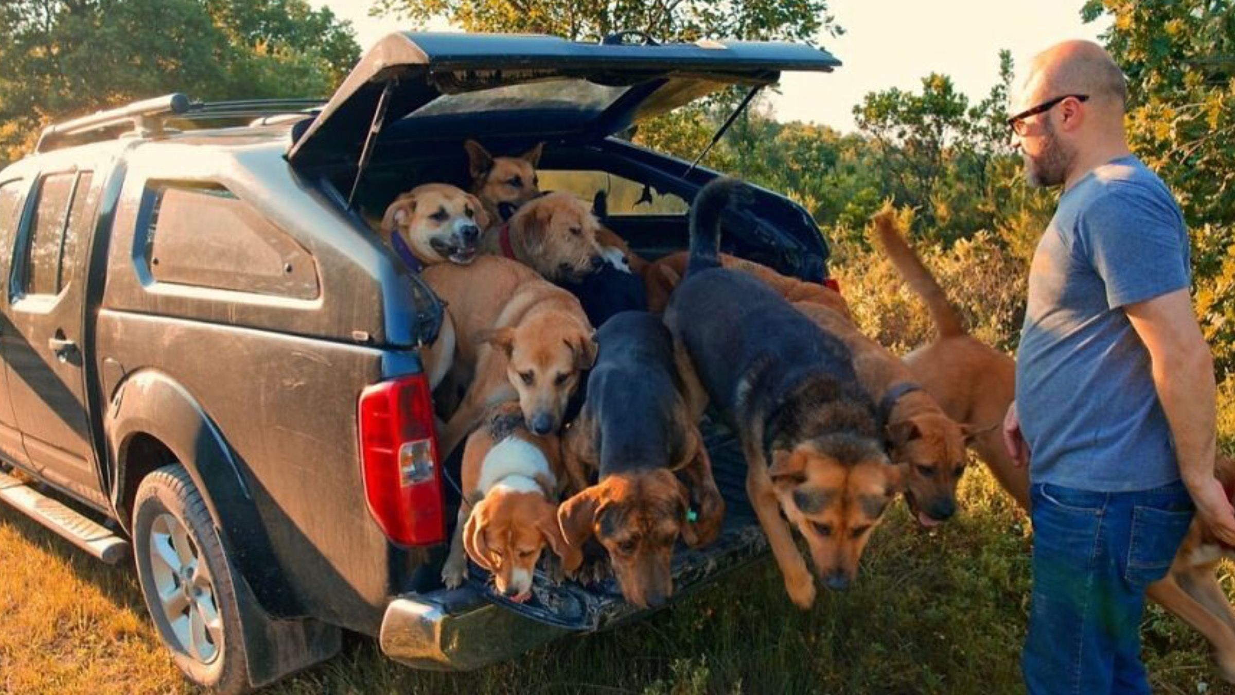 Собаки, чайки и осел: мужчина превратил ферму в приют для животных - Pets Собаки, чайки и осел: мужчина превратил ферму в приют для животных - Pets