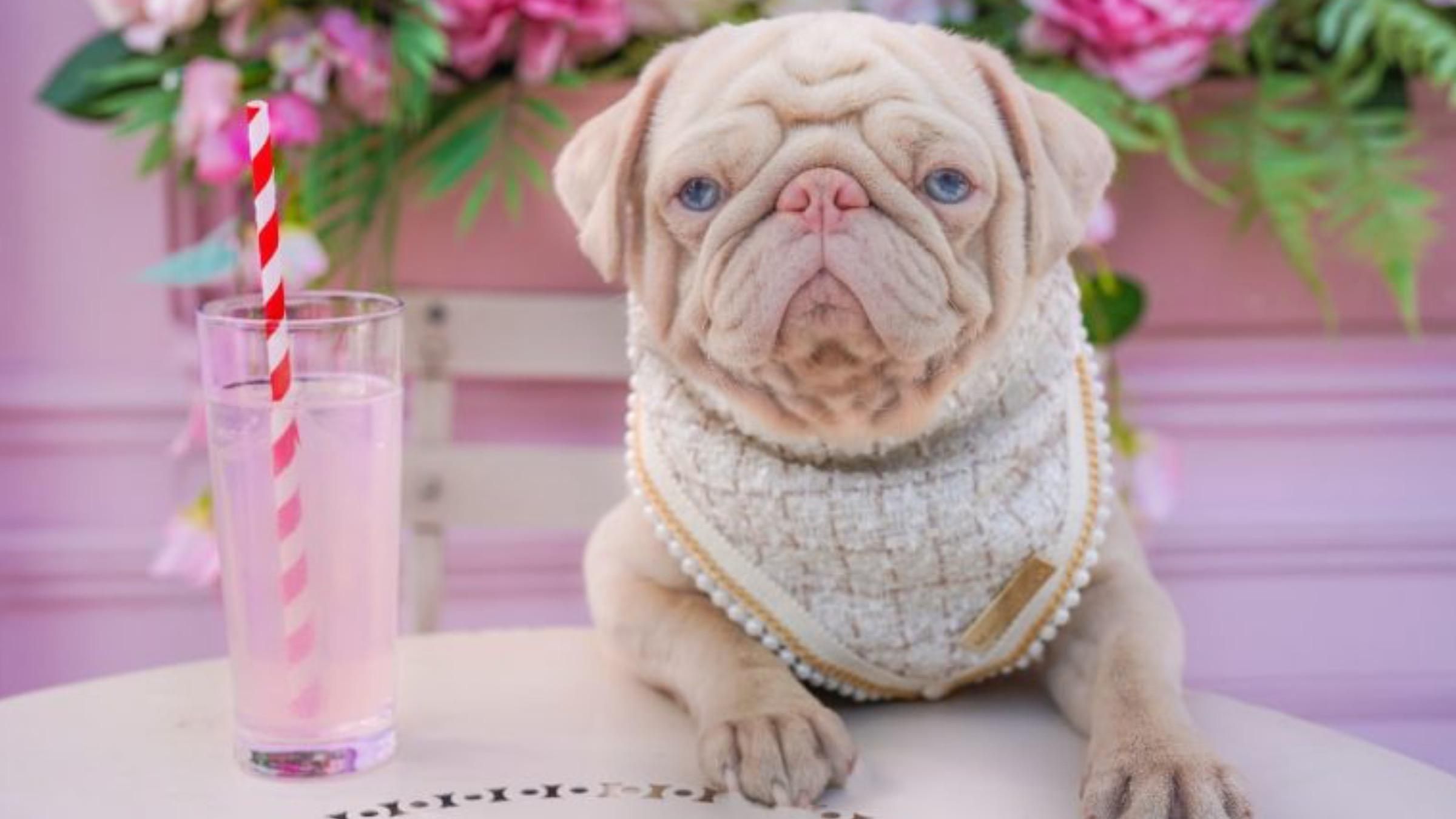 Шерсть с розовым оттенком и голубые глаза: фото мопса, покорившего соцсети - Pets