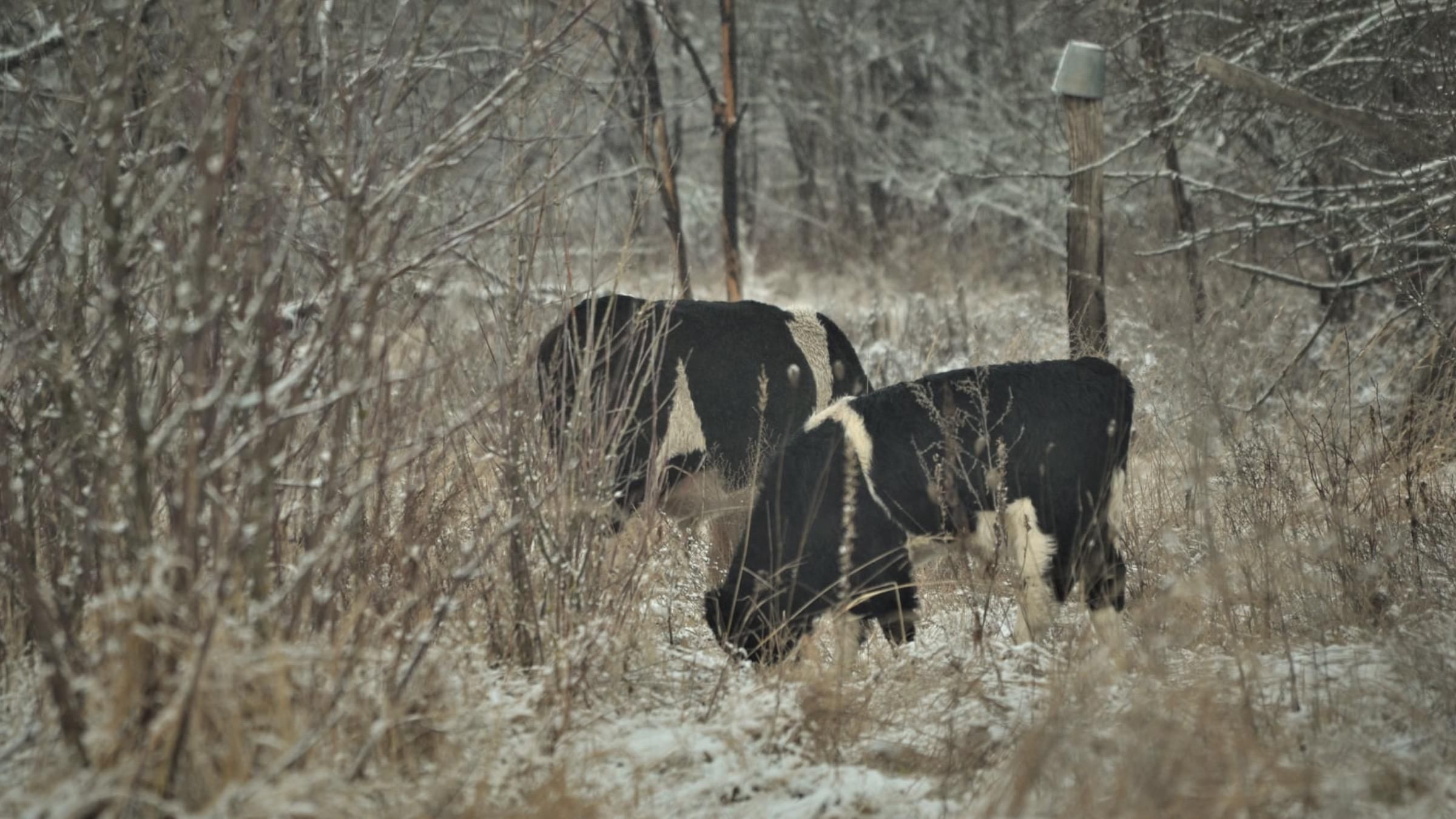 Новий лідер у стаді: як живуть здичавілі корови в Чорнобильській зоні - Pets