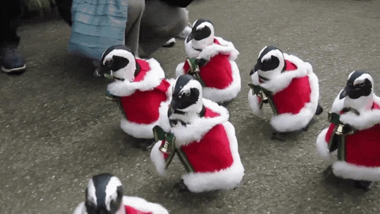 В Японии пингвины прогулялись по зоопарку в костюмах Санты: волшебное видео