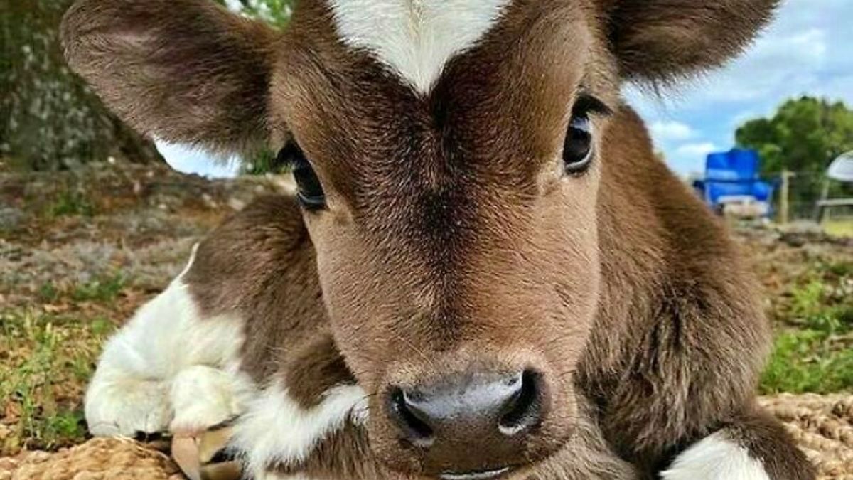 Миліші за кошенят: 12 чарівних фото корівок, які не залишать ...