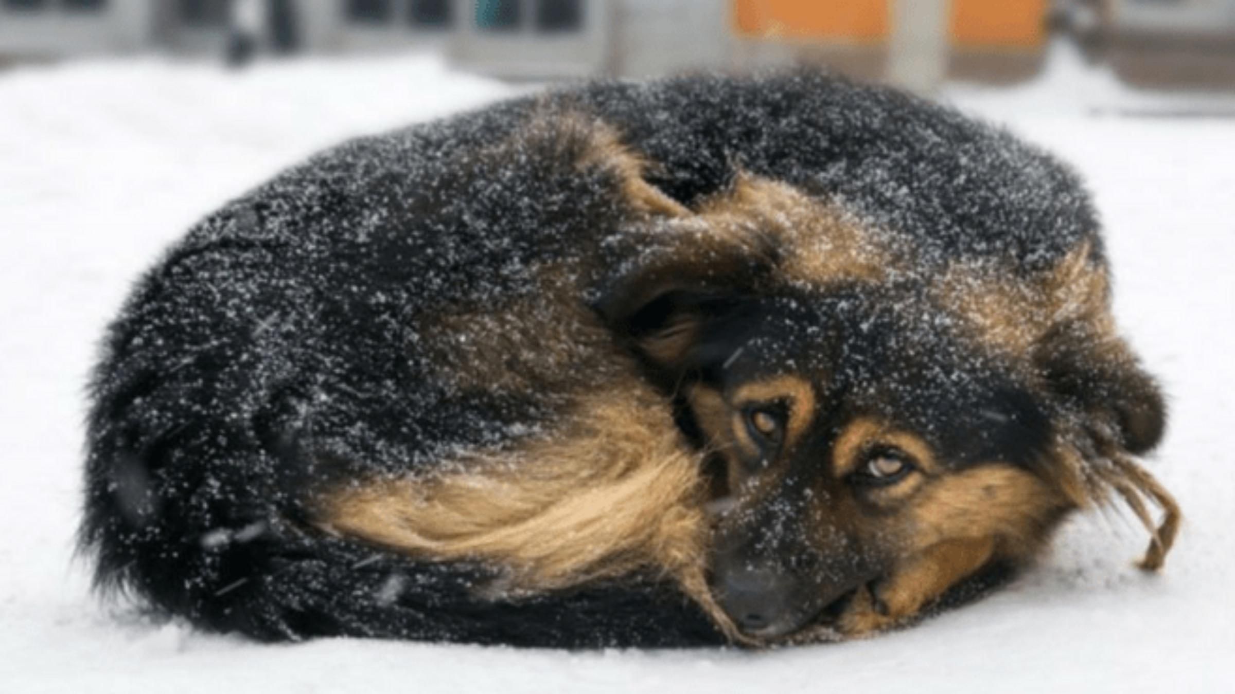 Поліцейські врятували безпритульну собаку: який вчинок допоміг - Pets Поліцейські врятували безпритульну собаку: який вчинок допоміг - Pets
