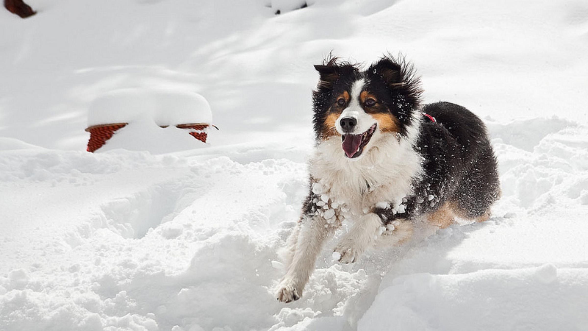 Бігав та підстрибував: кумедне відео з собакою, який радіє снігу - Pets