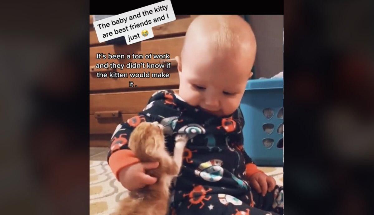 Немовля і кошеня показали щиру дружбу: чому відео з нами стало вірусним в мережі - Pets