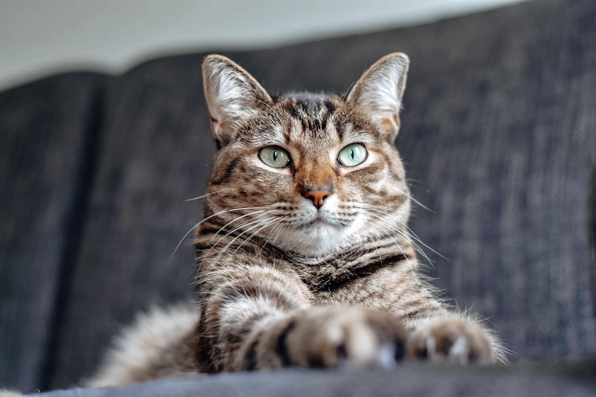 Кошачья философия: почему кошка ставит лапу на руку хозяина - Pets