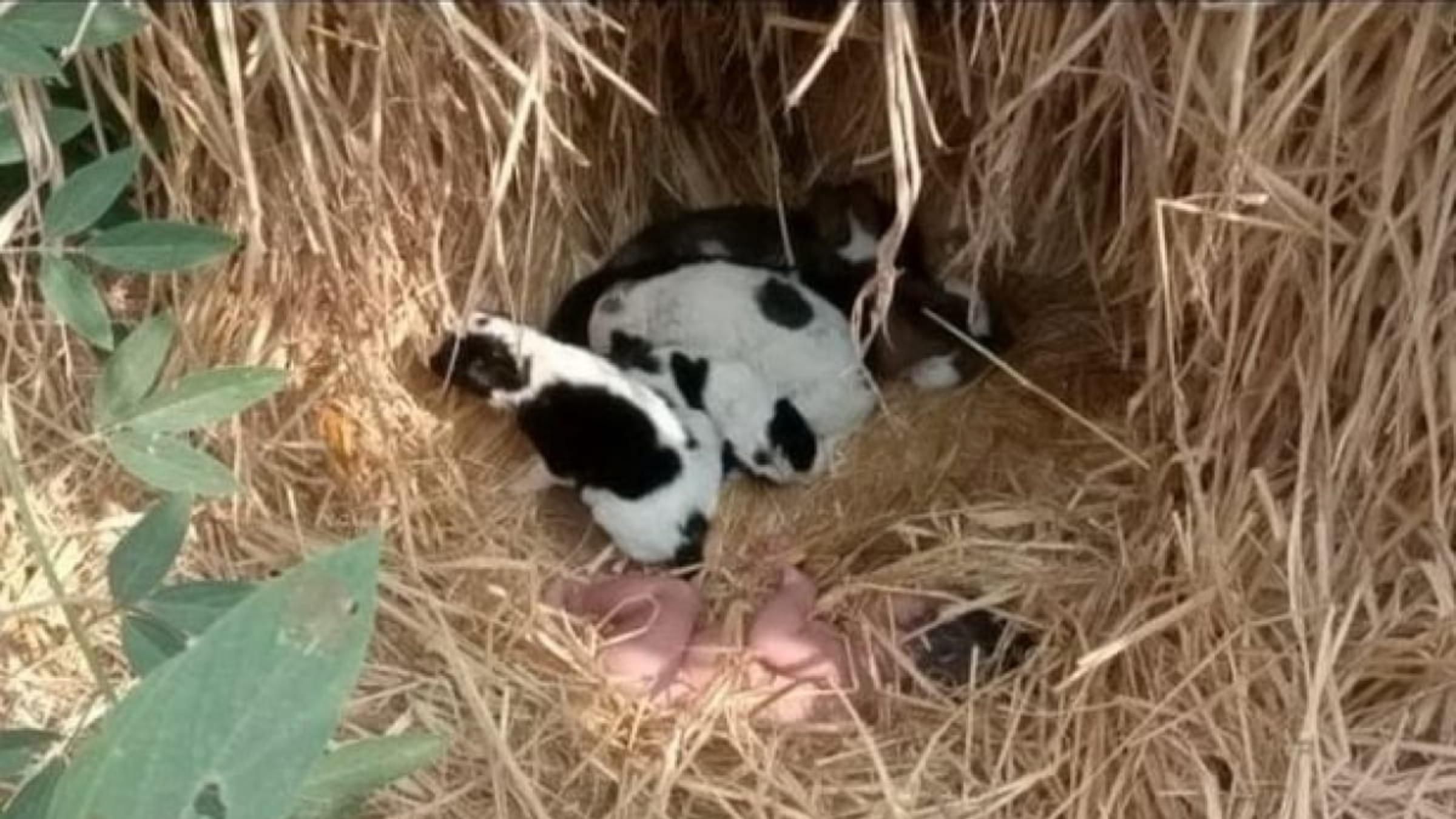 Вижила завдяки безпритульному собаці та цуценятам: як чотирилапі врятували дівчинку - Pets Вижила завдяки безпритульному собаці та цуценятам: як чотирилапі врятували дівчинку - Pets