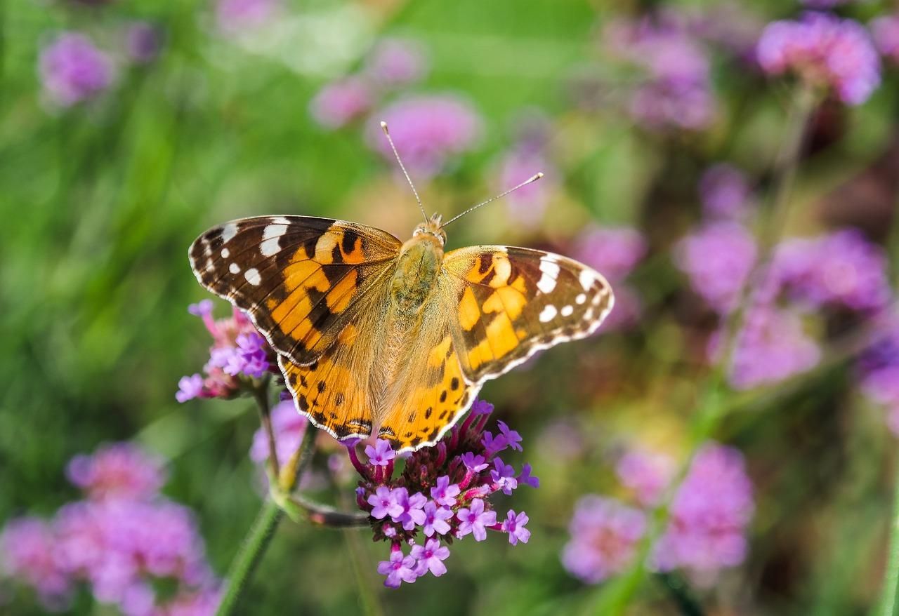 Как у бабочки формируются крылья: яркие фото - Pets