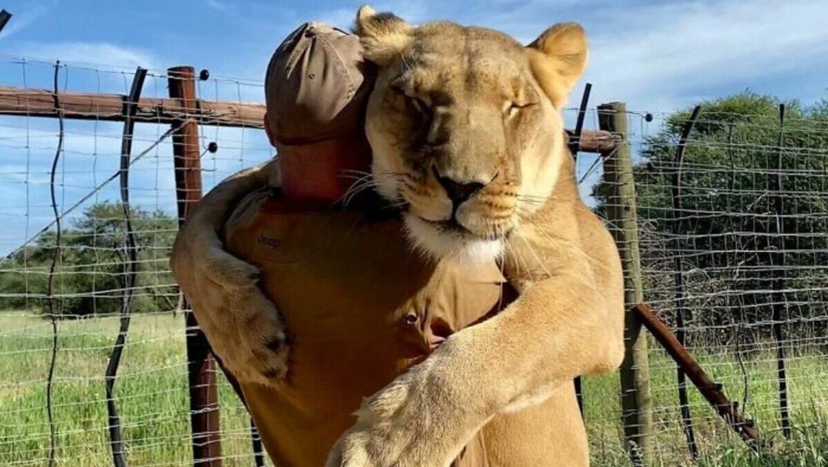 Львица, которая любит объятия: удивительное видео с хищником поразило тикток - Pets Львица, которая любит объятия: удивительное видео с хищником поразило тикток - Pets