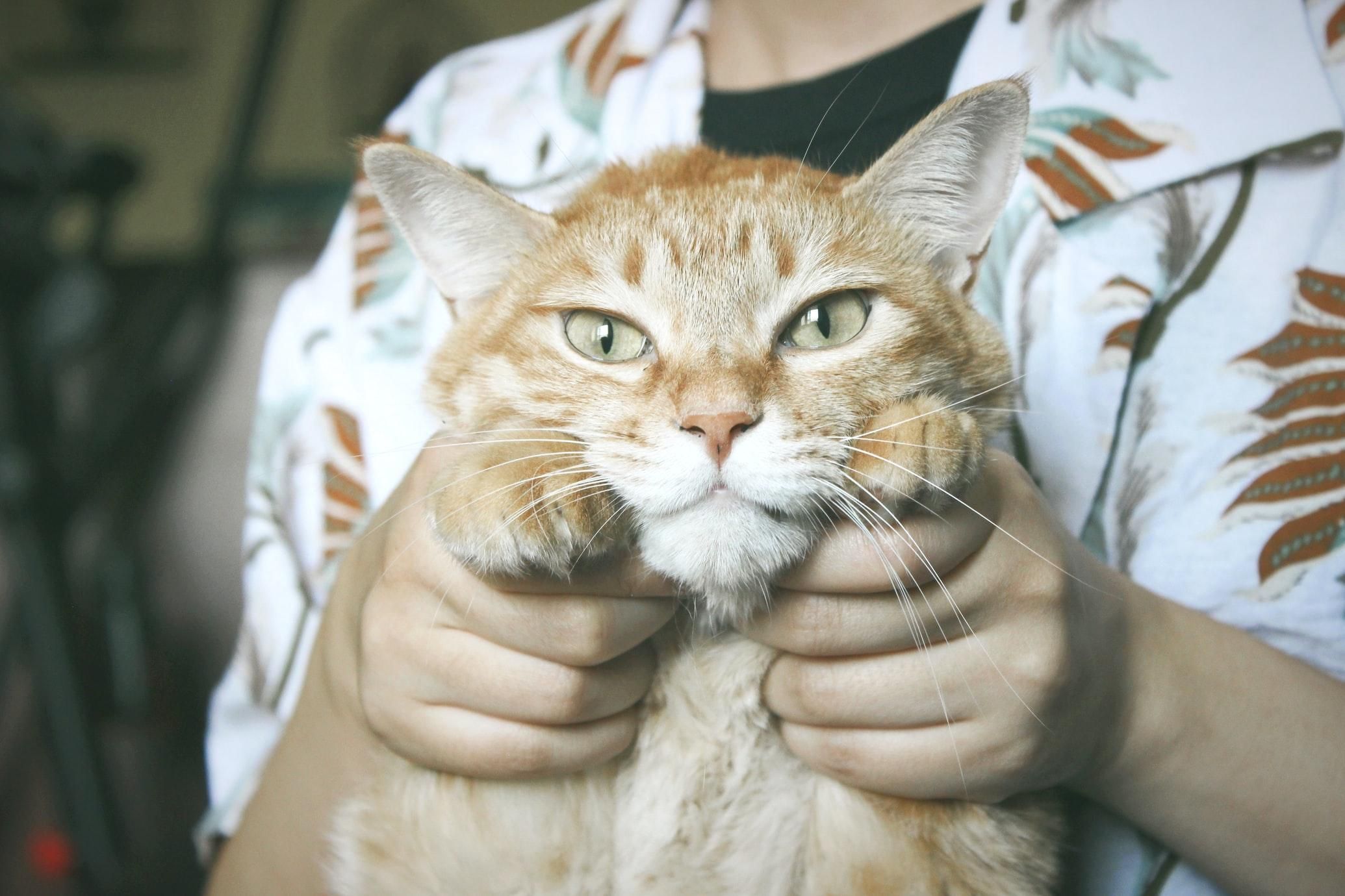 Як правильно гладити кішку: вчені назвали дієві методи - Pets