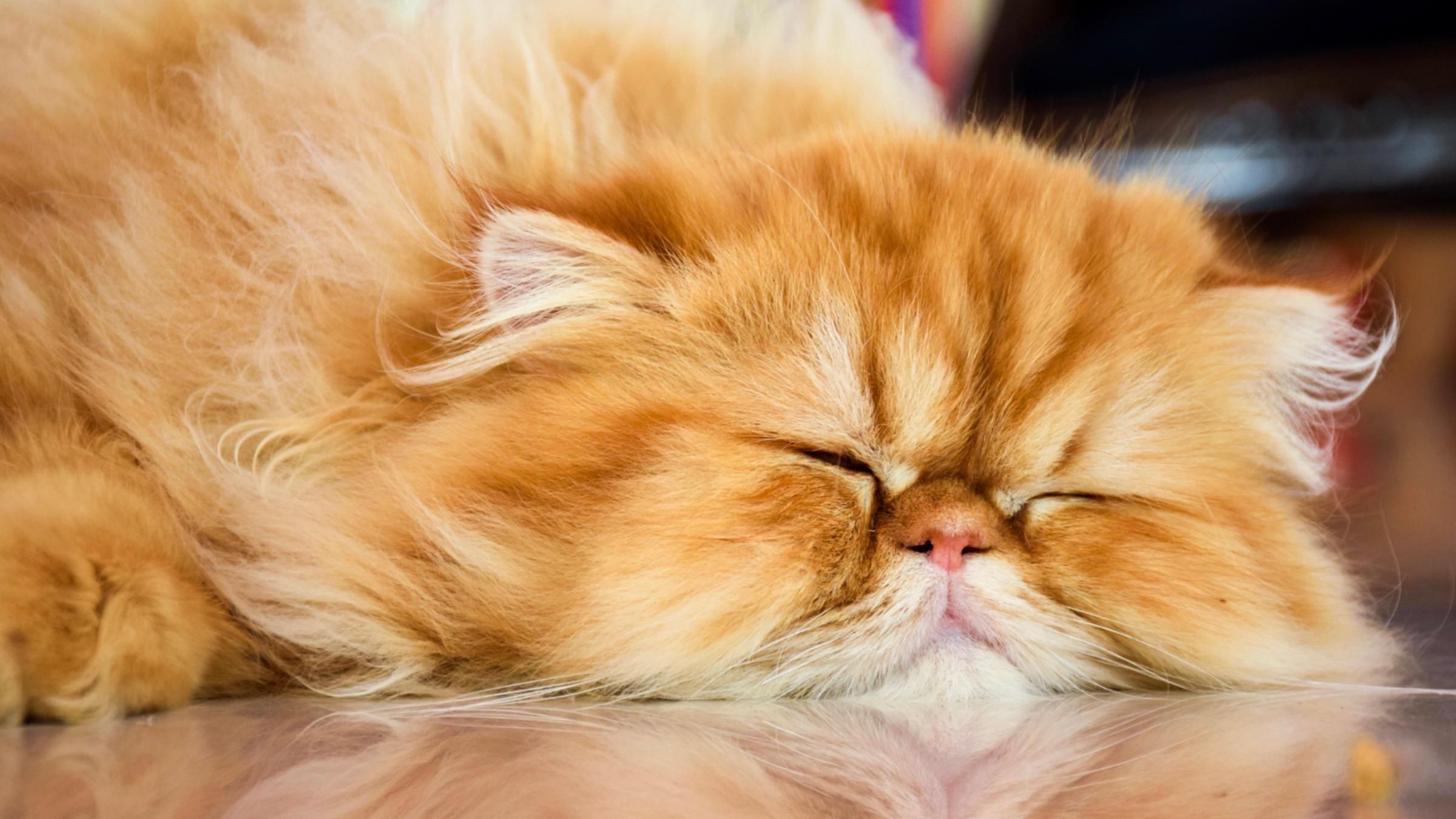 Муж "отомстил" коту, который постоянно его будил: видео забавного метода - Pets Муж "отомстил" коту, который постоянно его будил: видео забавного метода - Pets