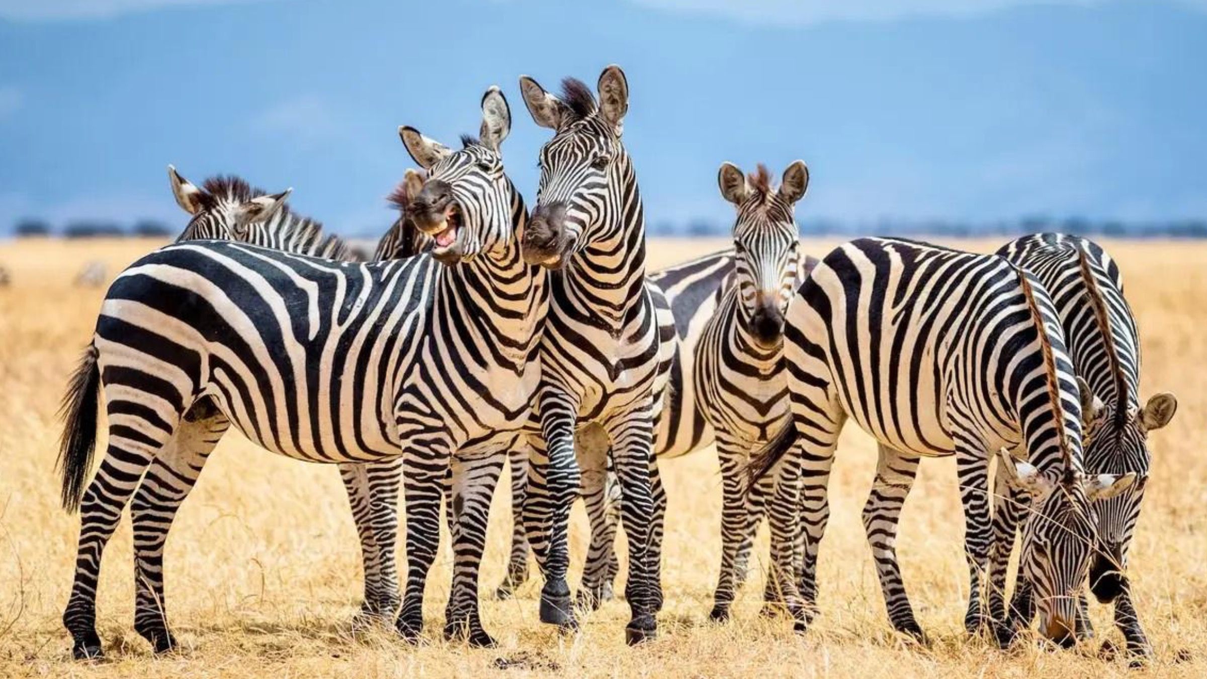 В белую или черную полоску: что известно об окрасе зебр - Pets