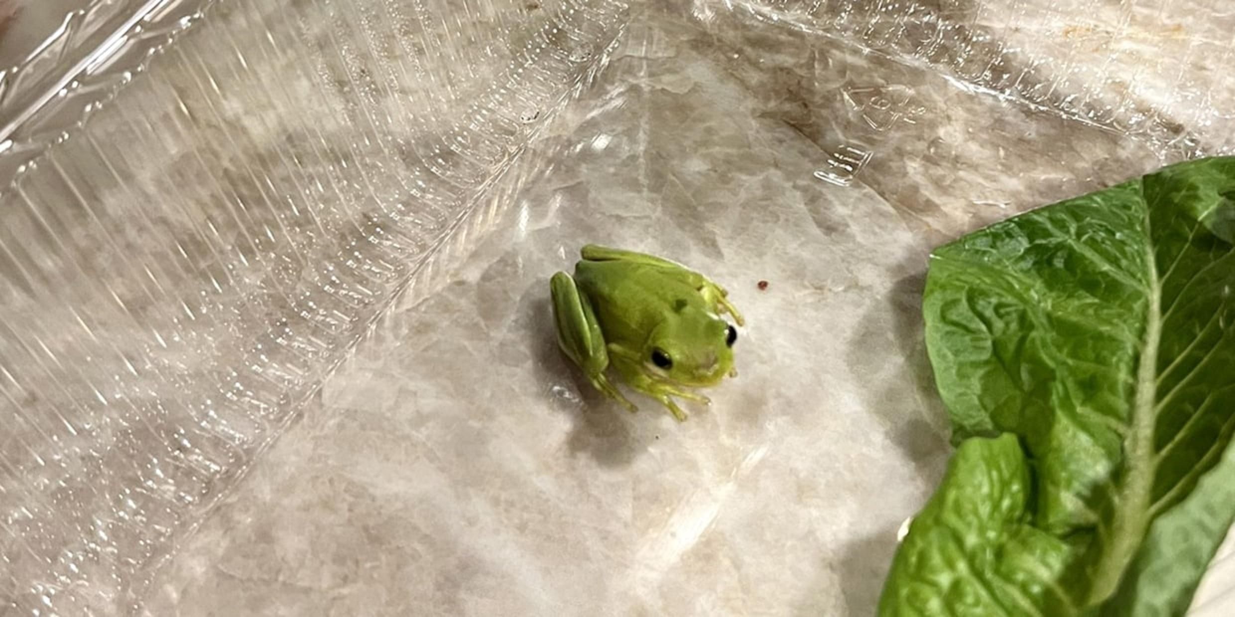 Зеленое чудо: мужчина нашел живого лягушонка в коробке с салатом