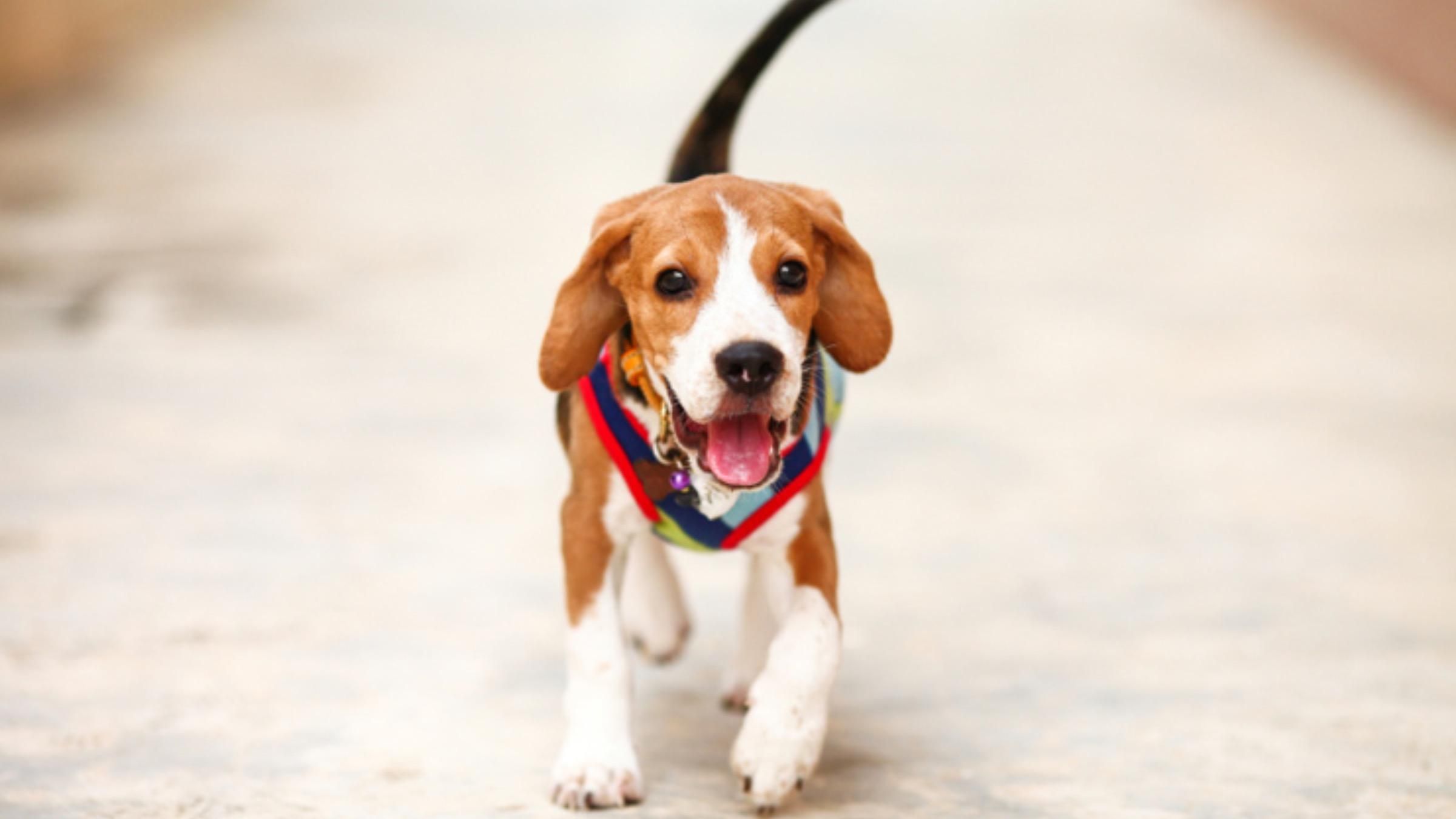 Почему собака виляет хвостом: объяснение действий четырехлапого - Pets Почему собака виляет хвостом: объяснение действий четырехлапого - Pets