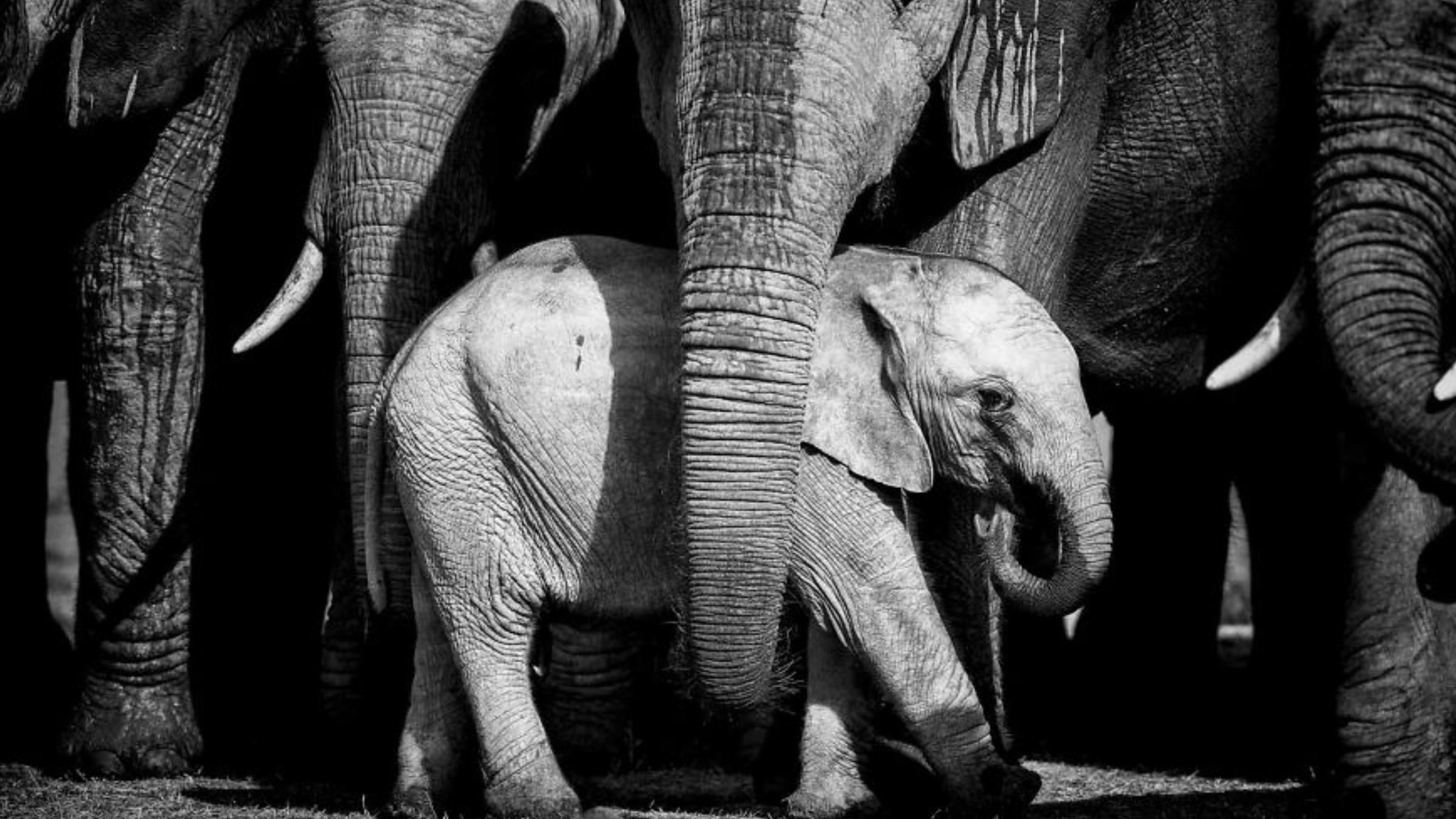 Затолкали в середину и окружили: как стадо слонов защищало слоненка - Pets