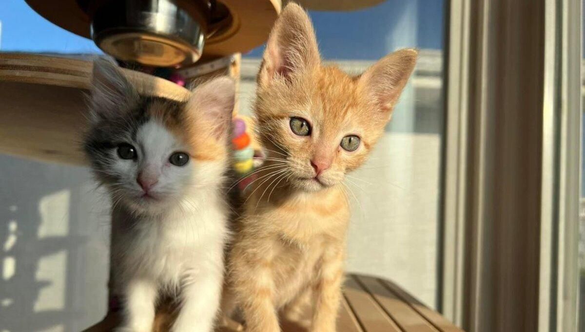 Братья от разных мам: как котята объединились, чтобы выжить – трогательные фото и видео - Pets Братья от разных мам: как котята объединились, чтобы выжить – трогательные фото и видео - Pets