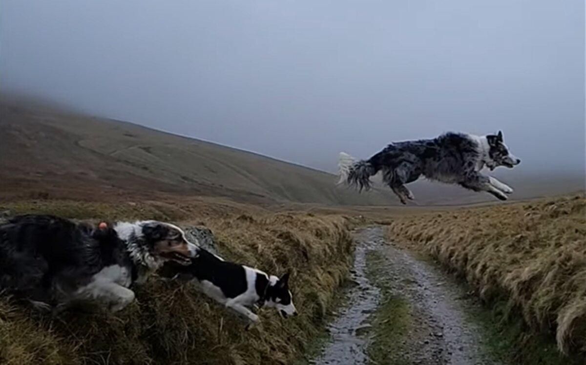 3 собаки перестрибнули рів, і кожен приземлився інакше: кумедне "життєве" відео - Pets