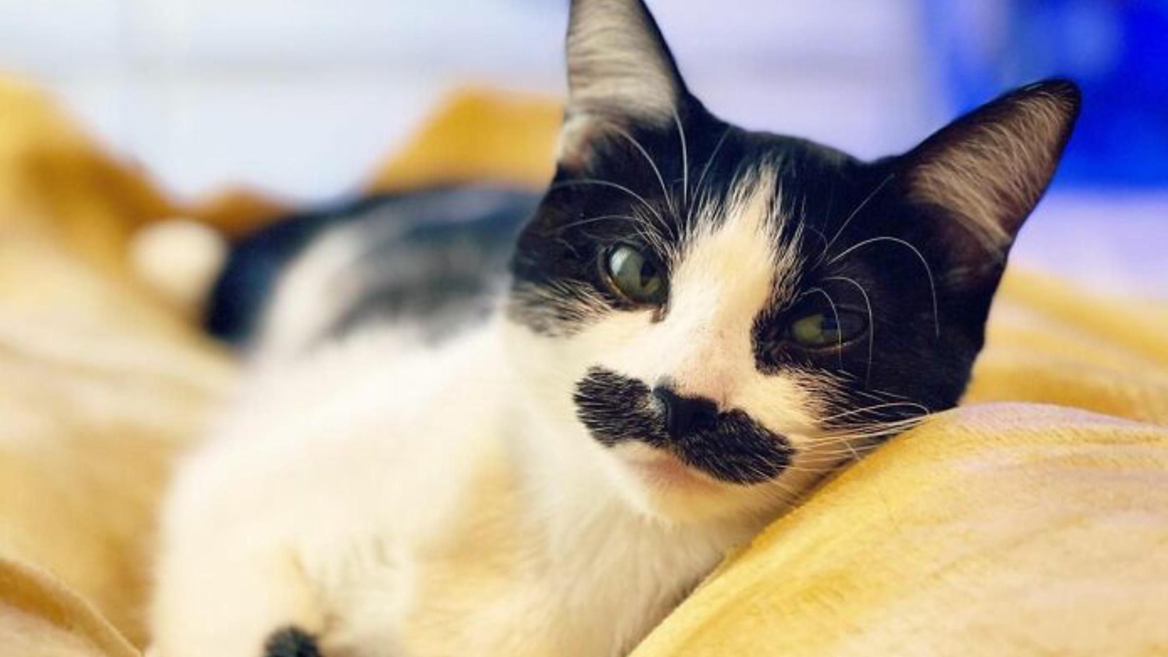 Кішка народилася з унікальними "вусами" й стала зіркою соцмереж - Pets