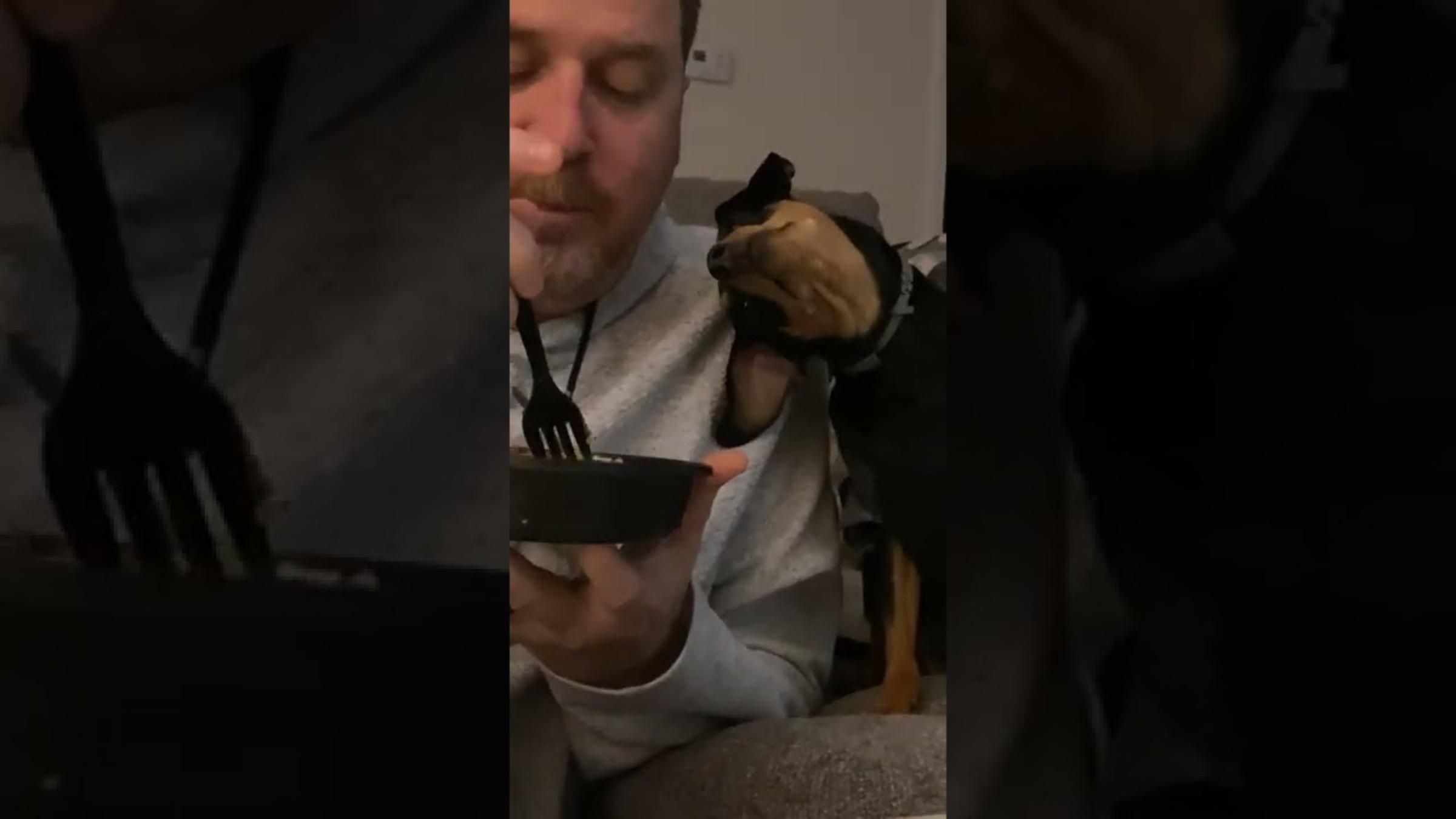 Неможливо відмовити: собака знайшов метод, як випросити в господаря його вечерю - Pets Неможливо відмовити: собака знайшов метод, як випросити в господаря його вечерю - Pets