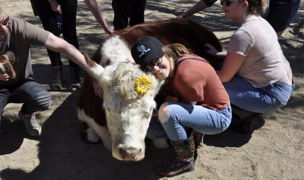 Обійми з коровами: вражаючий вид терапії придумали в США - Pets