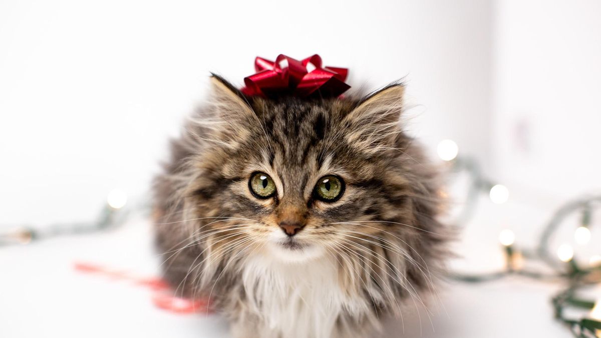 Ноутбук для кота та інші цікавинки: 5 ідей подарунків тим, хто любить пухнастиків - Pets