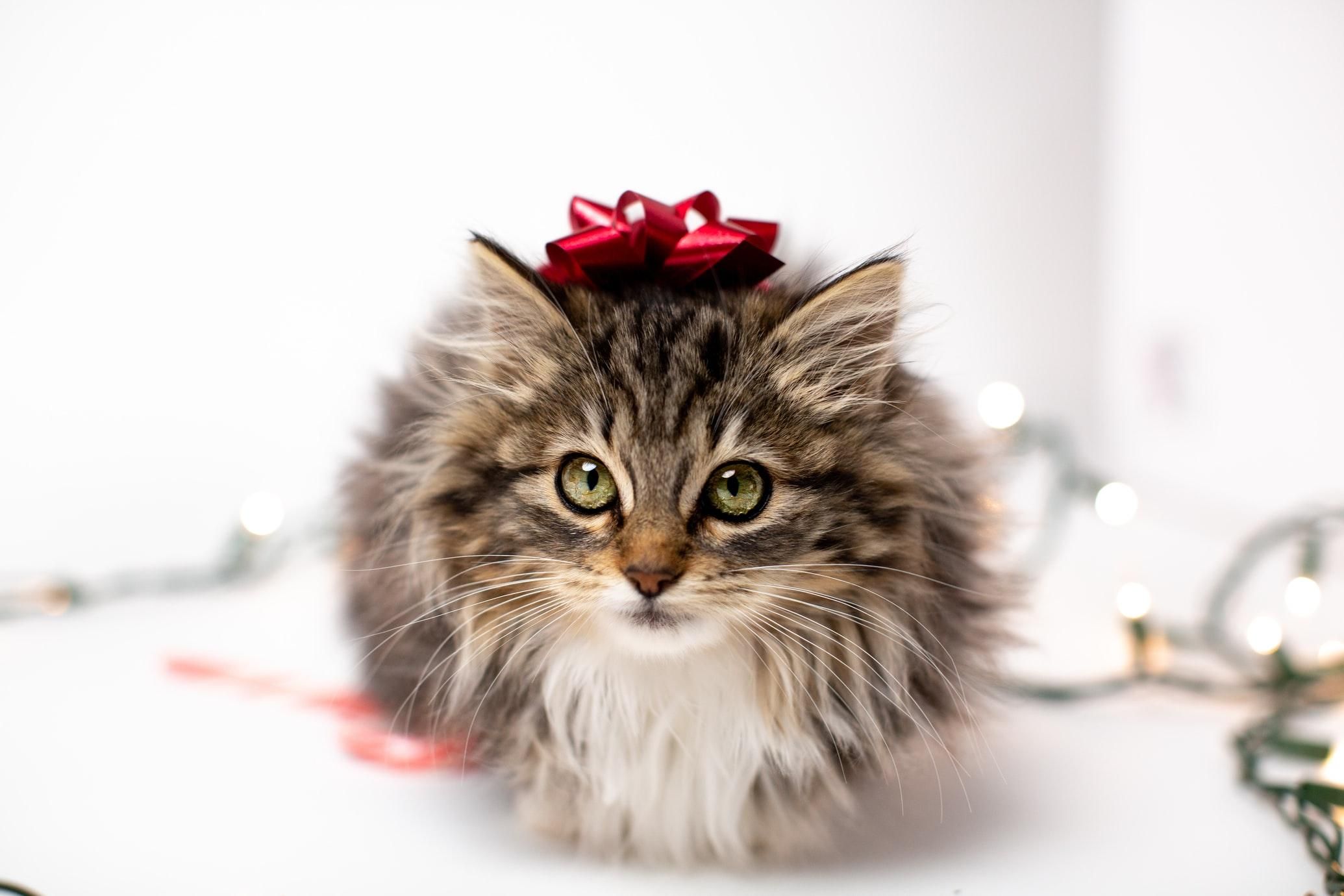 Ноутбук для кота та інші цікавинки: 5 ідей подарунків тим, хто любить пухнастиків - Pets