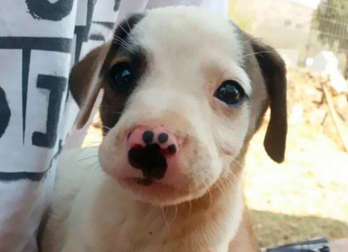 Природа постаралась: 10 животных с очень оригинальной внешностью – яркие фото - Pets Природа постаралась: 10 животных с очень оригинальной внешностью – яркие фото - Pets