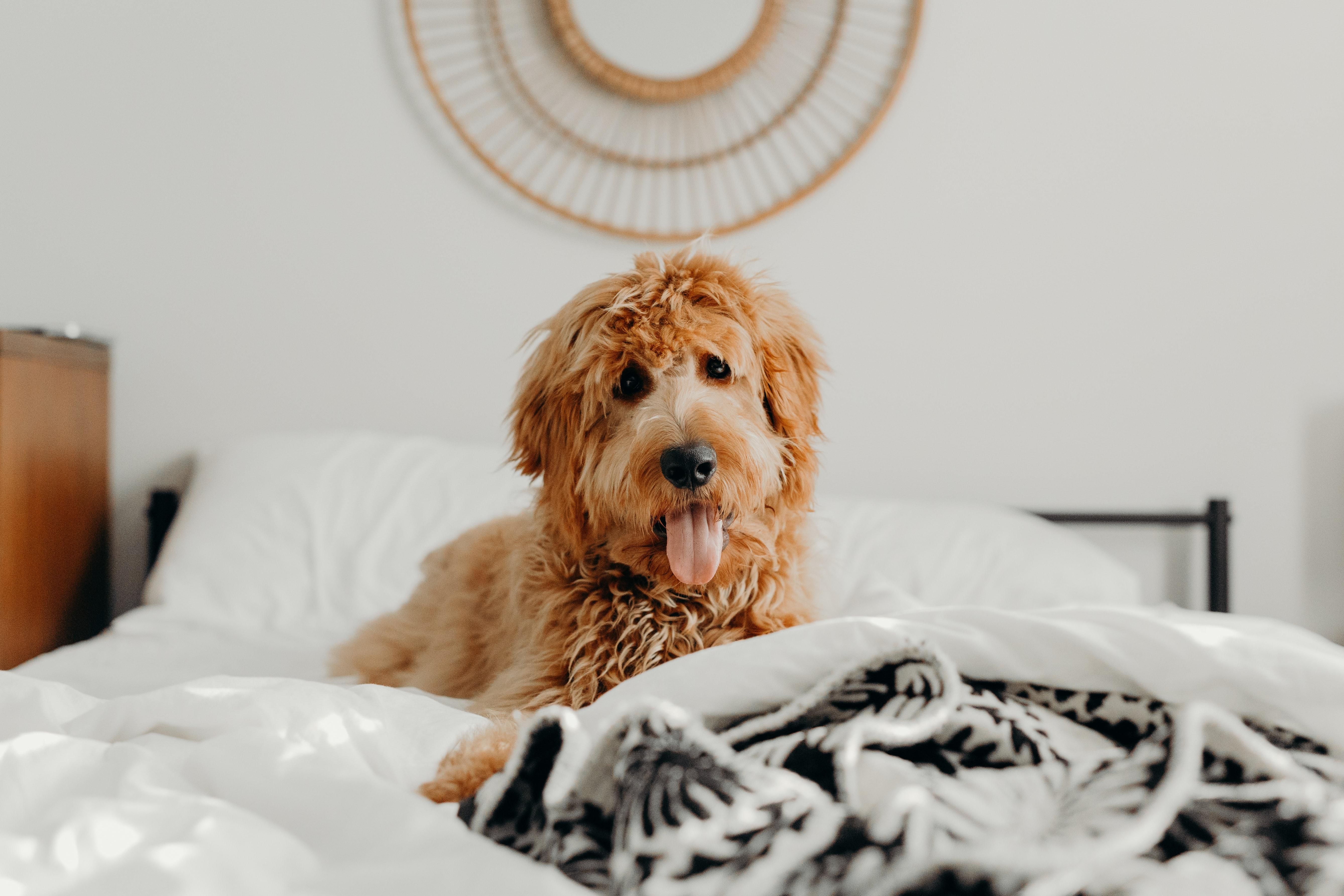 Вредно ли пускать собаку на кровать: объяснение исследователей
