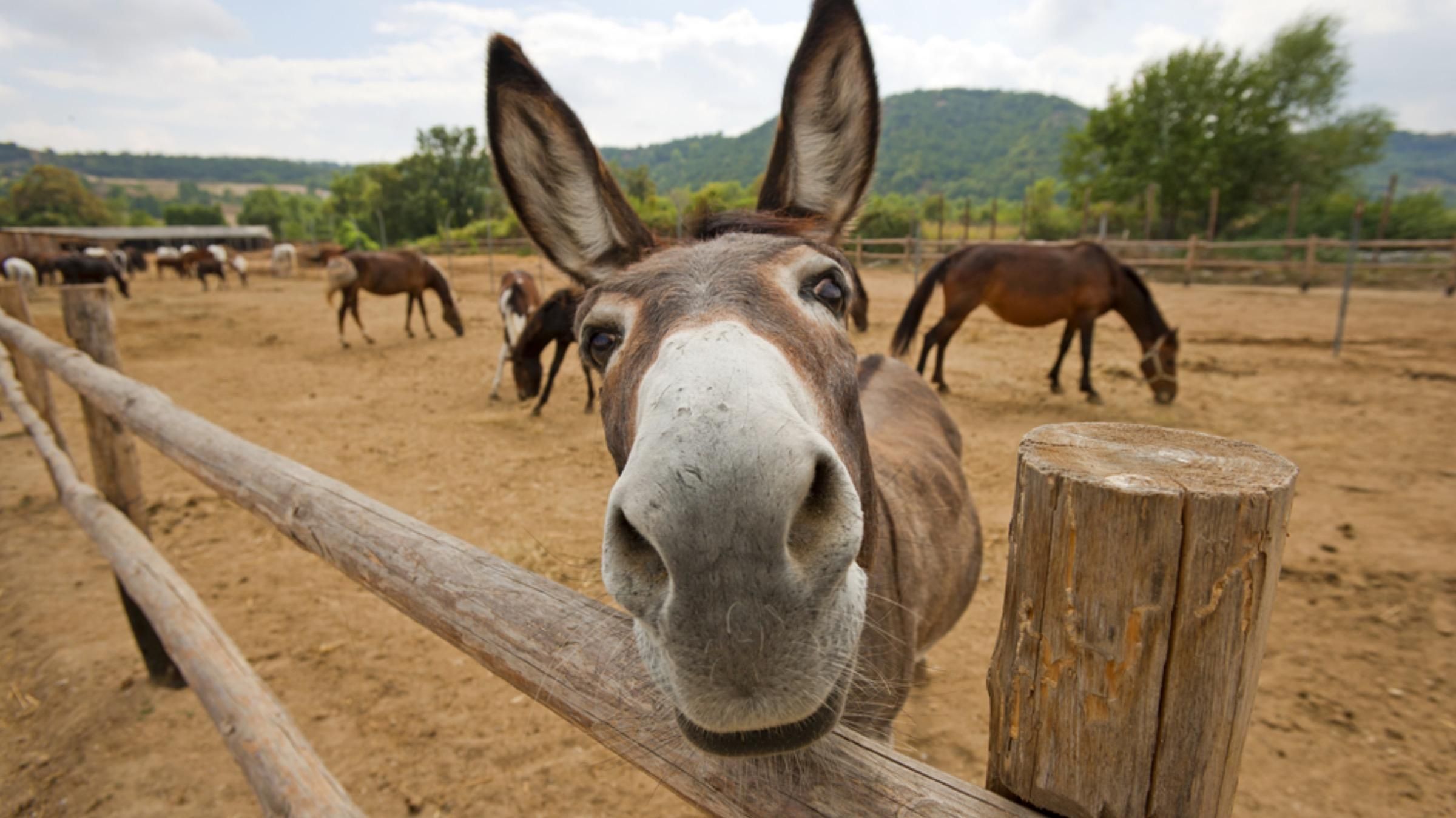 Ходил на задних лапах и прыгал: забавная реакция осла на подарок - Pets Ходил на задних лапах и прыгал: забавная реакция осла на подарок - Pets