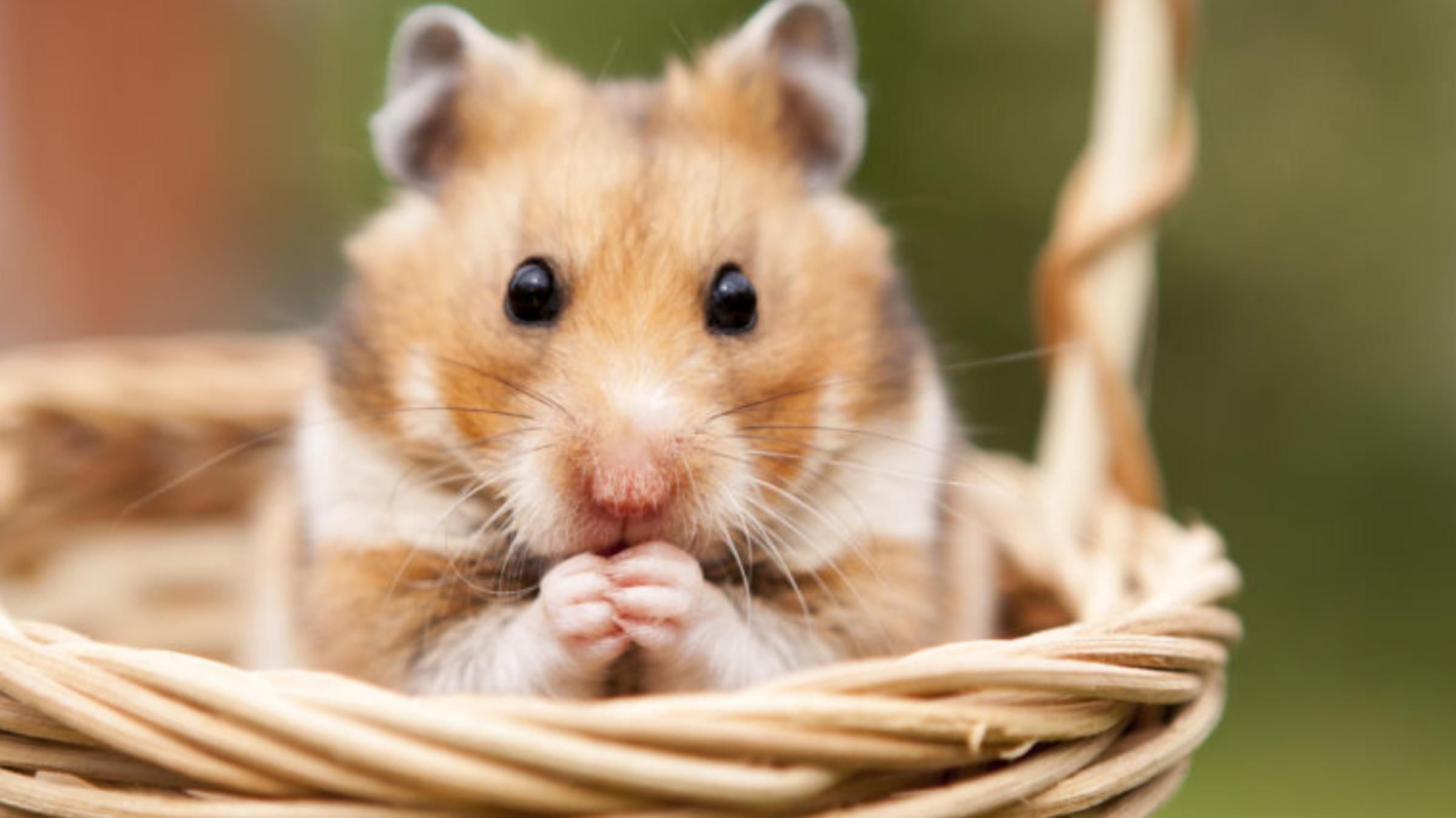 Пʼють міцний алкоголь та не пʼяніють: дослідники розповіли про особливість хомʼяків - Pets Пʼють міцний алкоголь та не пʼяніють: дослідники розповіли про особливість хомʼяків - Pets