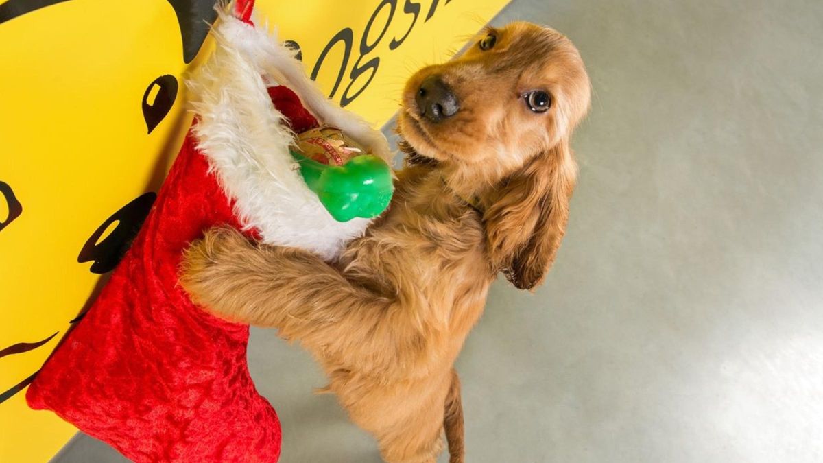 Собаки у притулку обирали собі "подарунок від Санти": зворушливе відео - Pets