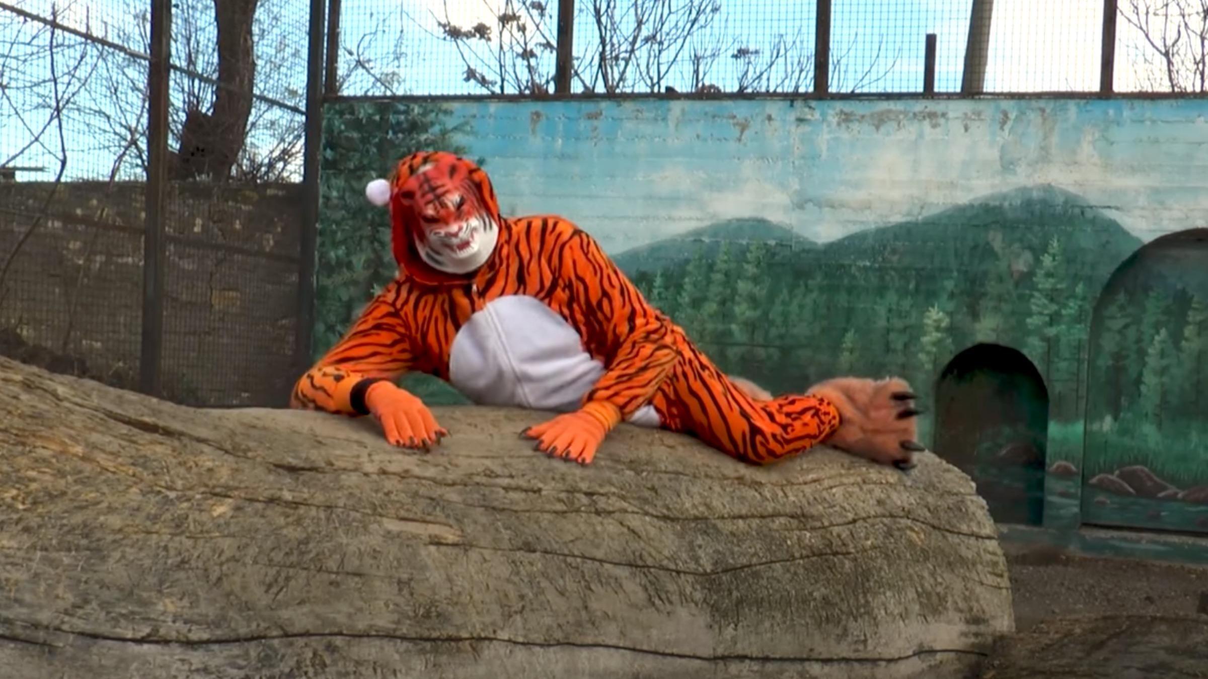 Тигр втік з вольєра: нове відео директора Одеського зоопарку - Pets