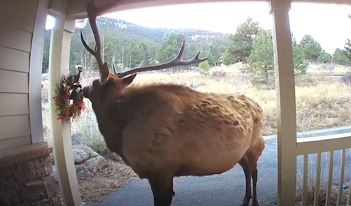 Олень позвонил в дверь Олень позвонил в дверь