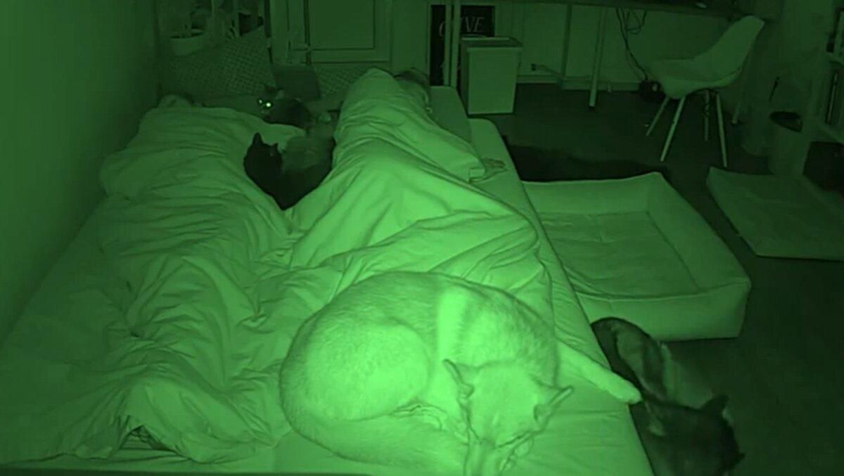 Як виспатися з 3 собаками та 3 котами в кімнаті: господарі поділилися веселим відео - Pets