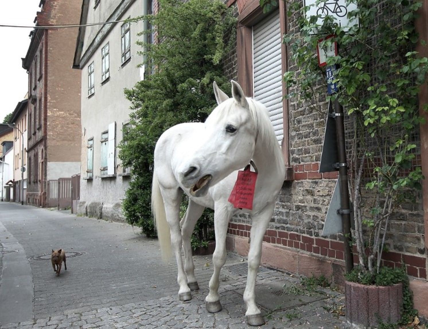 Зворушлива вірність: вже 15 років білий кінь ходить шляхом, яким водив його покійний власник - Pets