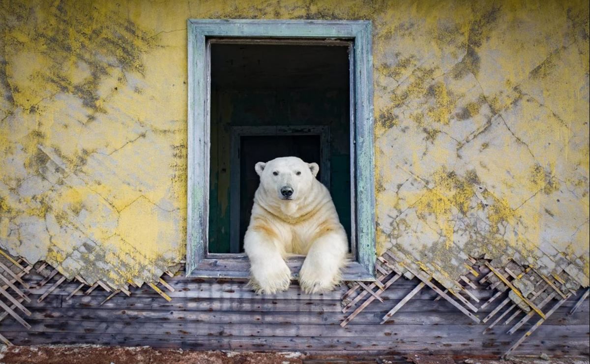 Вместо ученых:белые медведи поселились на метереологической станции на Чукотке – интересные фото