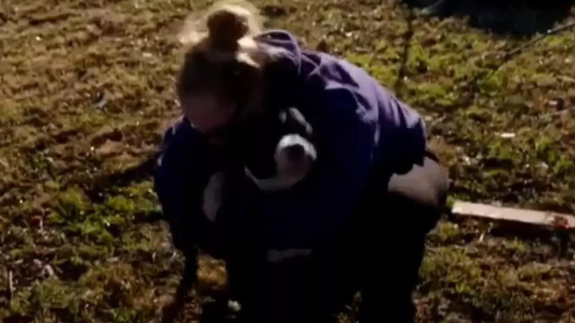 Собака зник під час торнадо: відео емоційної зустрічі з господаркою - Pets