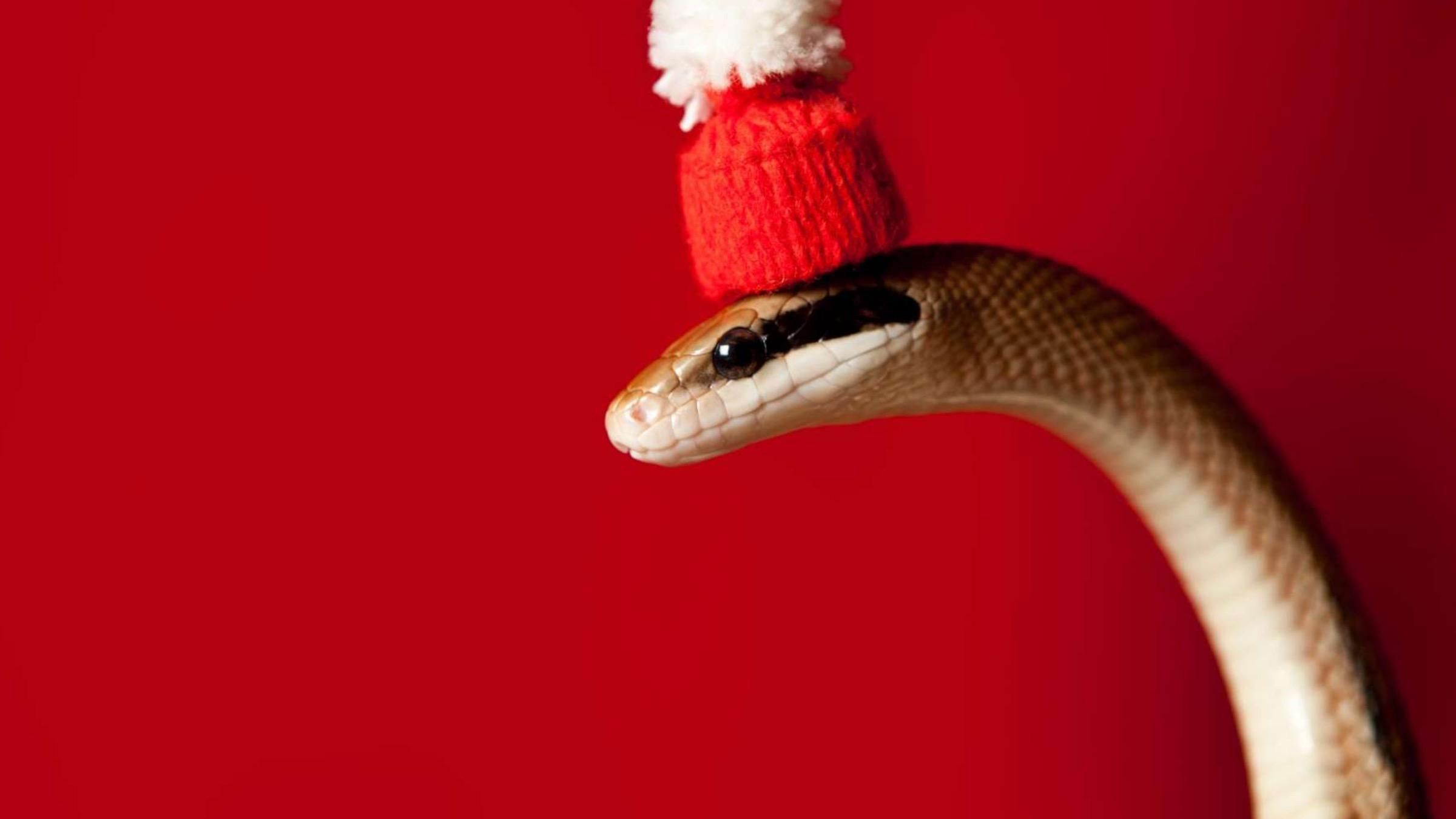 Хозяева сделали для ужа шапочку Санты: видео "прогулки" пресмыкающегося - Pets Хозяева сделали для ужа шапочку Санты: видео "прогулки" пресмыкающегося - Pets