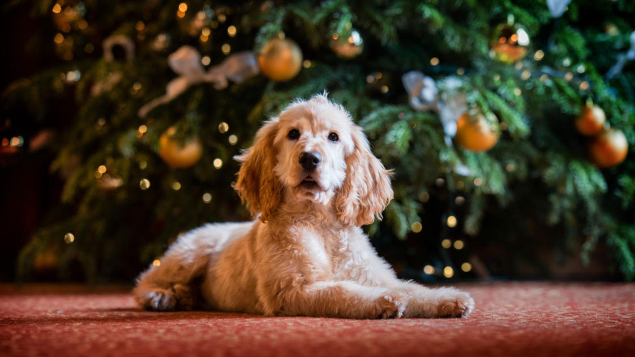 Опасность новогодних фейерверков для собак: как защитить любимца - Pets