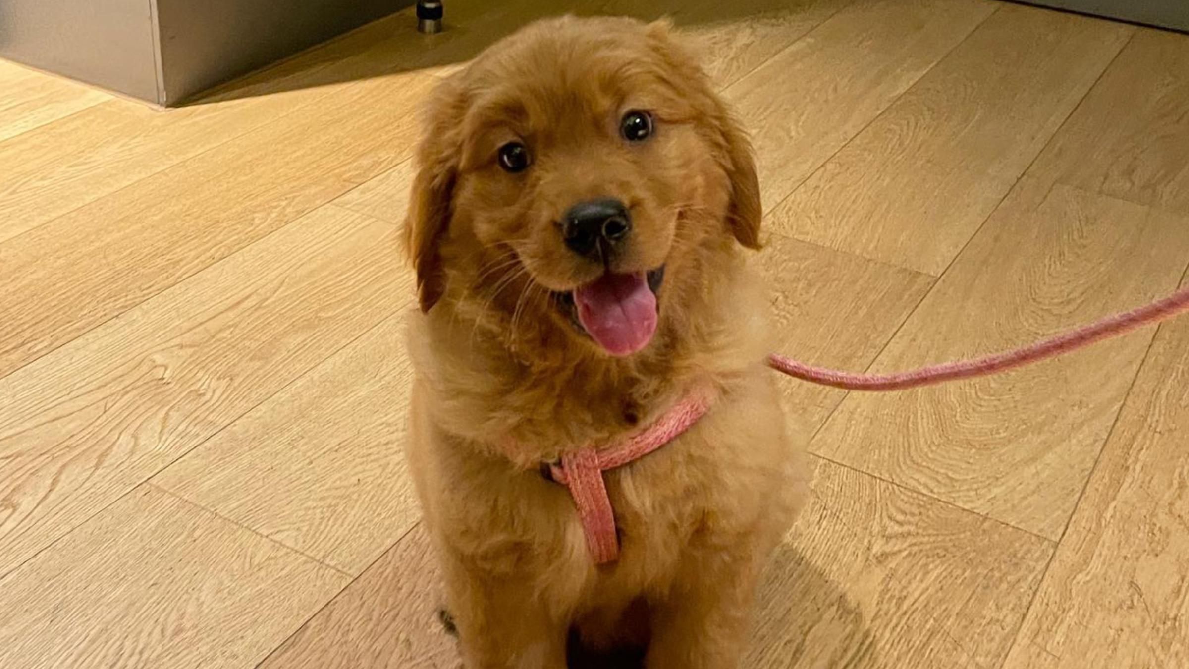 Намагався "втекти" з вольєра: чим крихітне цуценя зворушило користувачів соцмереж - Pets Намагався "втекти" з вольєра: чим крихітне цуценя зворушило користувачів соцмереж - Pets