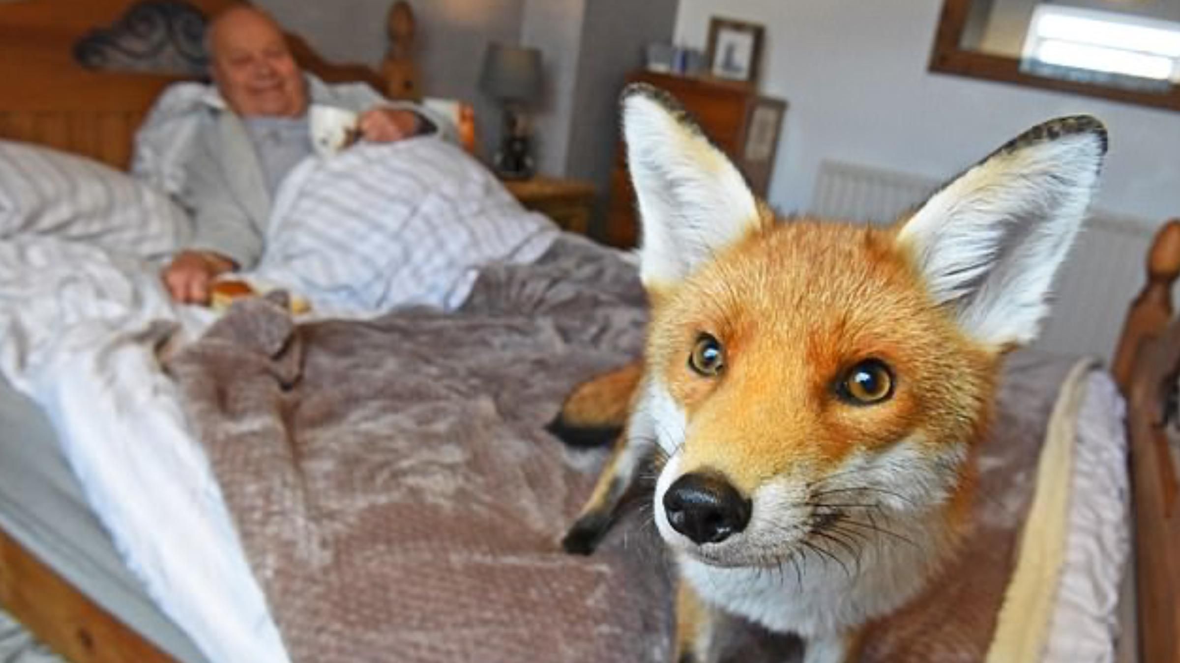 Відплатила за порятунок: як лисиця допомогла чоловіку відновитися після операції - Pets