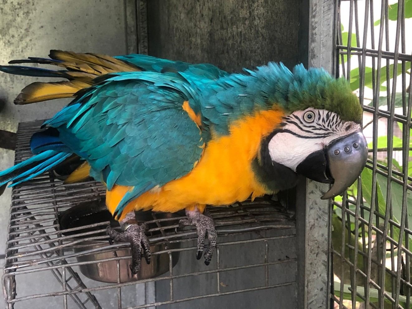 Тепер може жити на повну: барвистий папуга отримав замість зламаного дзьоба титановий протез - Pets
