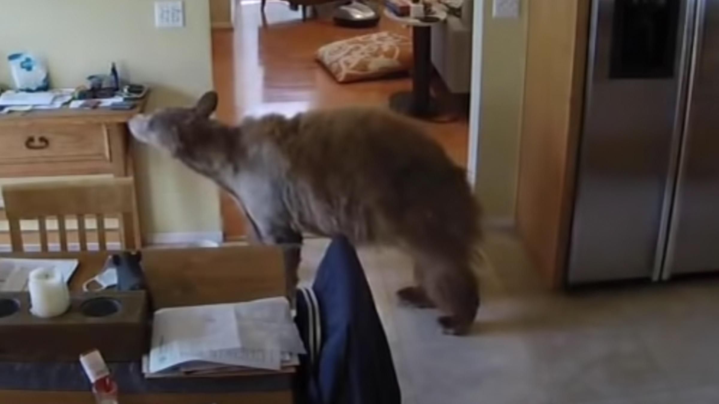 Маленькие собаки выгнали из дома медведя: видео победы четырехлапых - Pets Маленькие собаки выгнали из дома медведя: видео победы четырехлапых - Pets