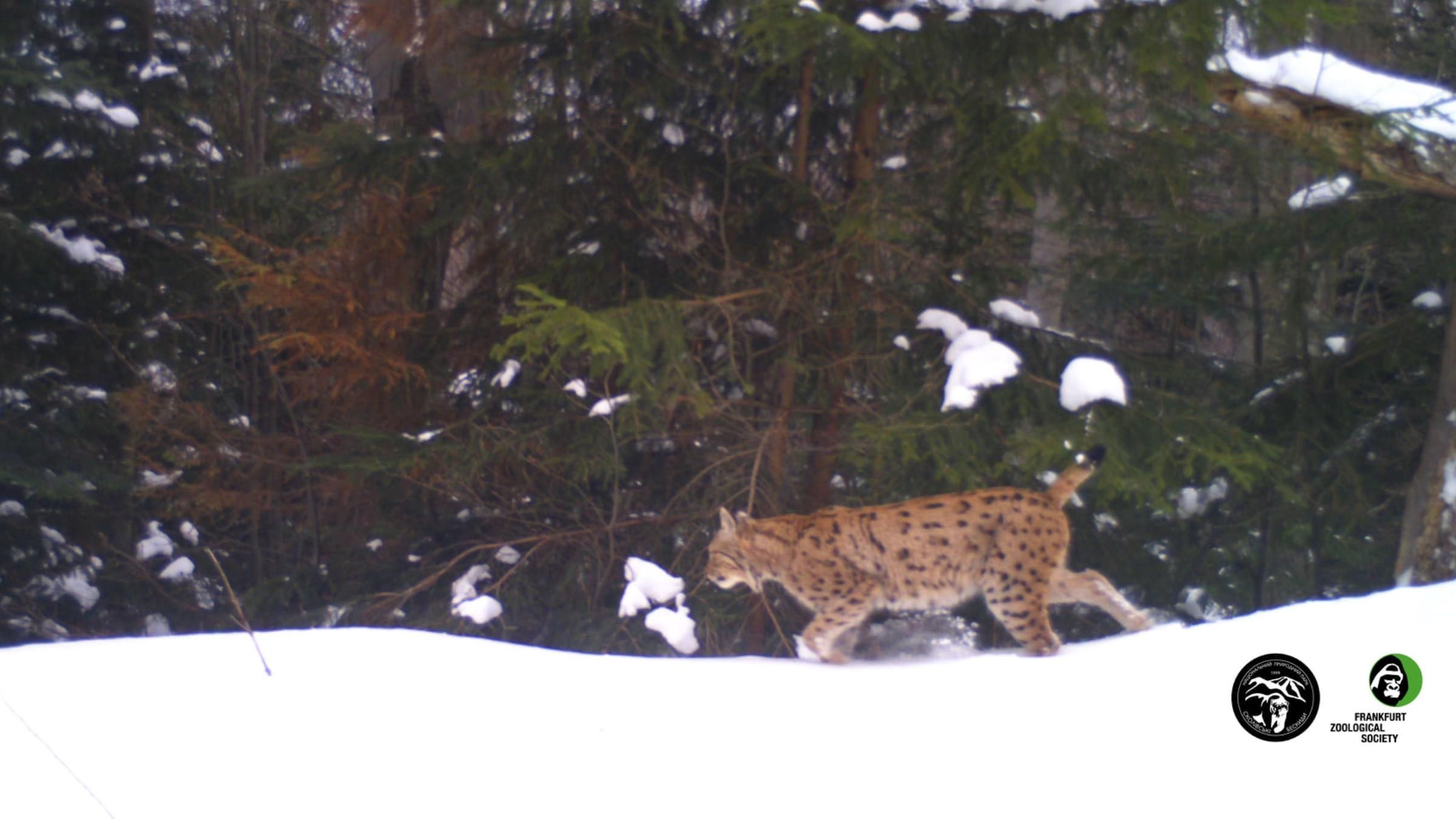 Рись потрапив до фотопастки в заповіднику на Львівщині: вражаючі кадри - Україна новини - Pets Рись потрапив до фотопастки в заповіднику на Львівщині: вражаючі кадри - Україна новини - Pets