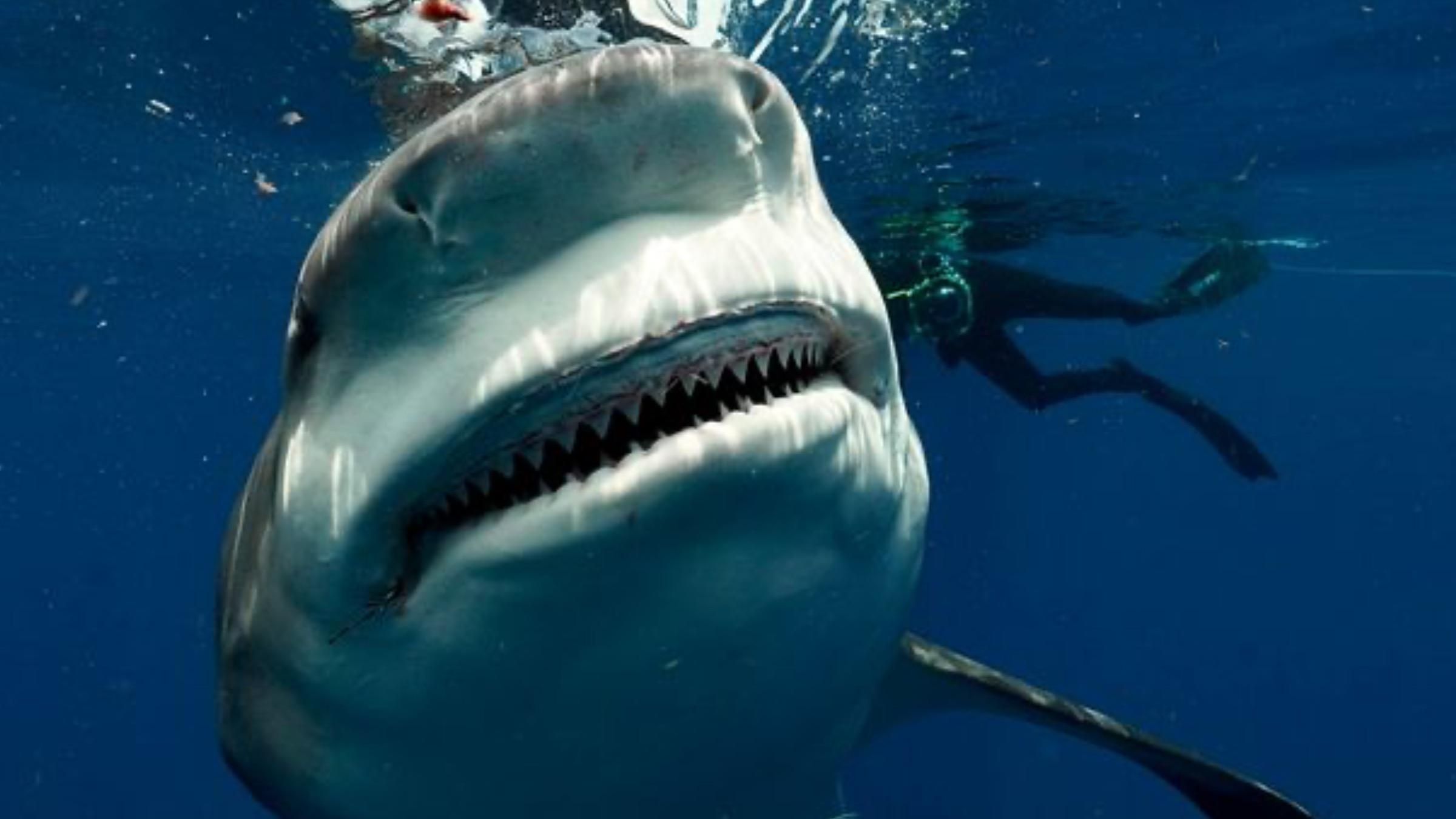 Встретил огромную акулу во время погружения: дайвер удивил кадрами хищницы - Pets