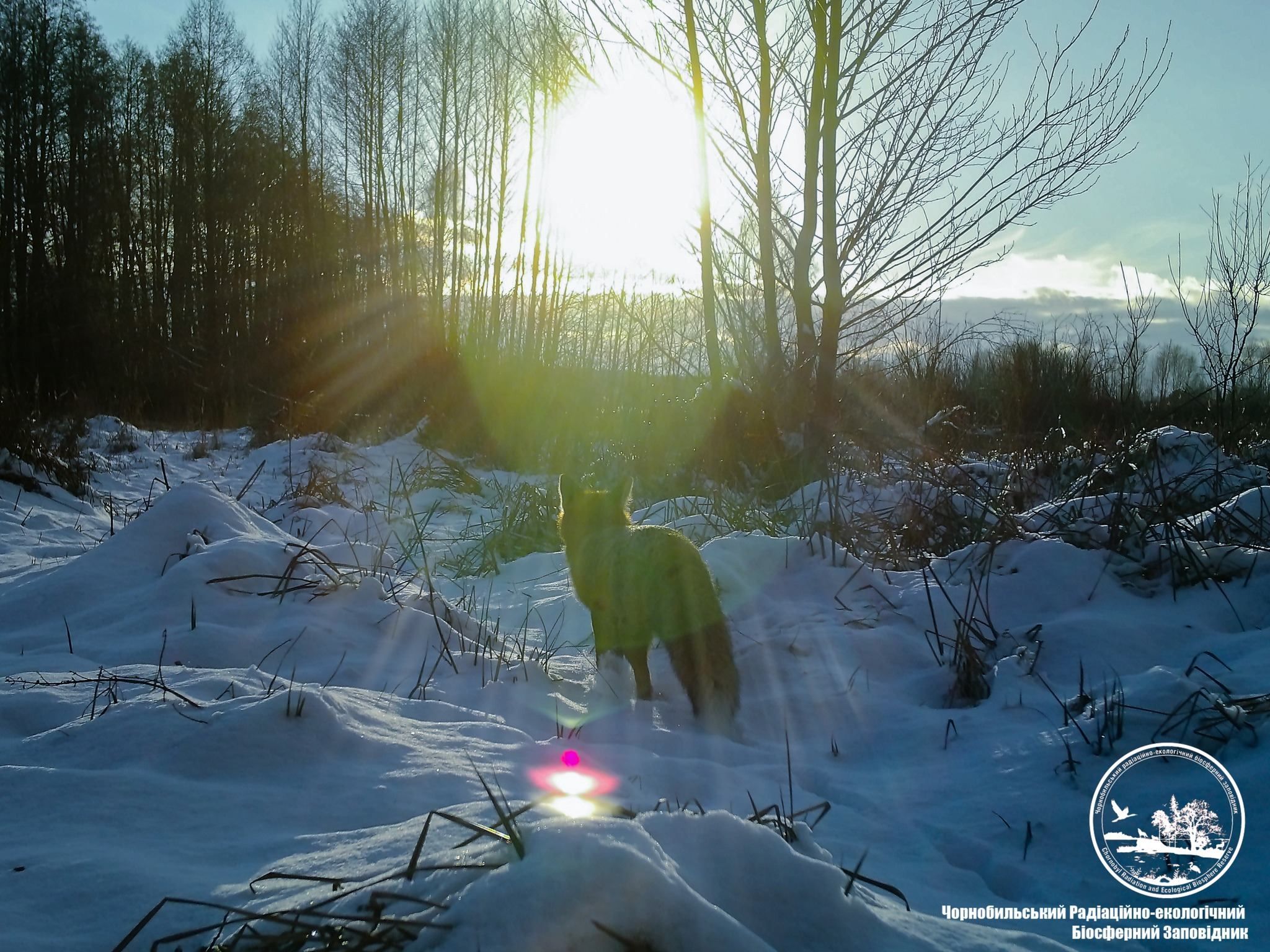 Хто не спить, гріється на сонечку: у Чорнобилі показали яскраві зимові фото тварин - Україна новини - Pets