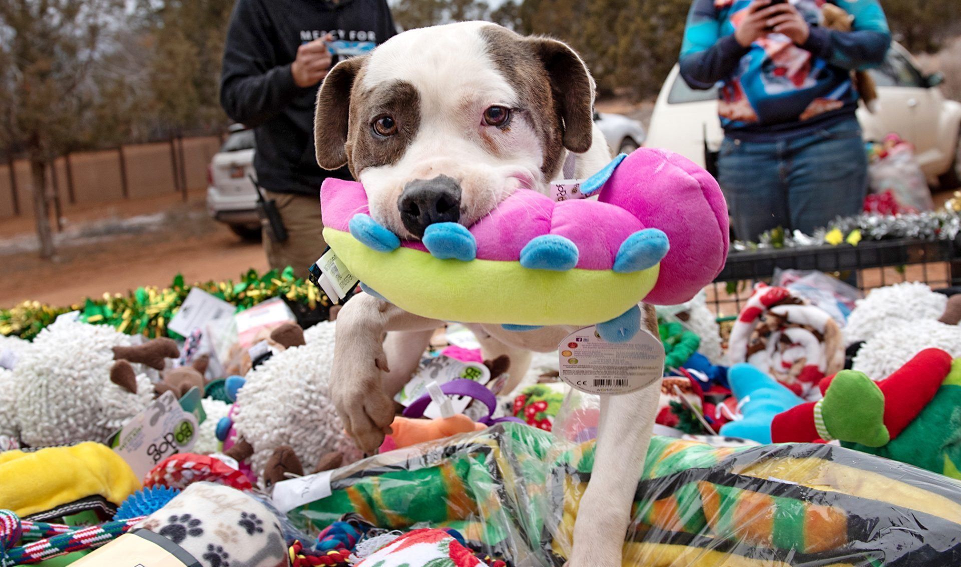 Полные сани игрушек: показали видео, как счастливые собаки из приюта выбирают подарки - Pets
