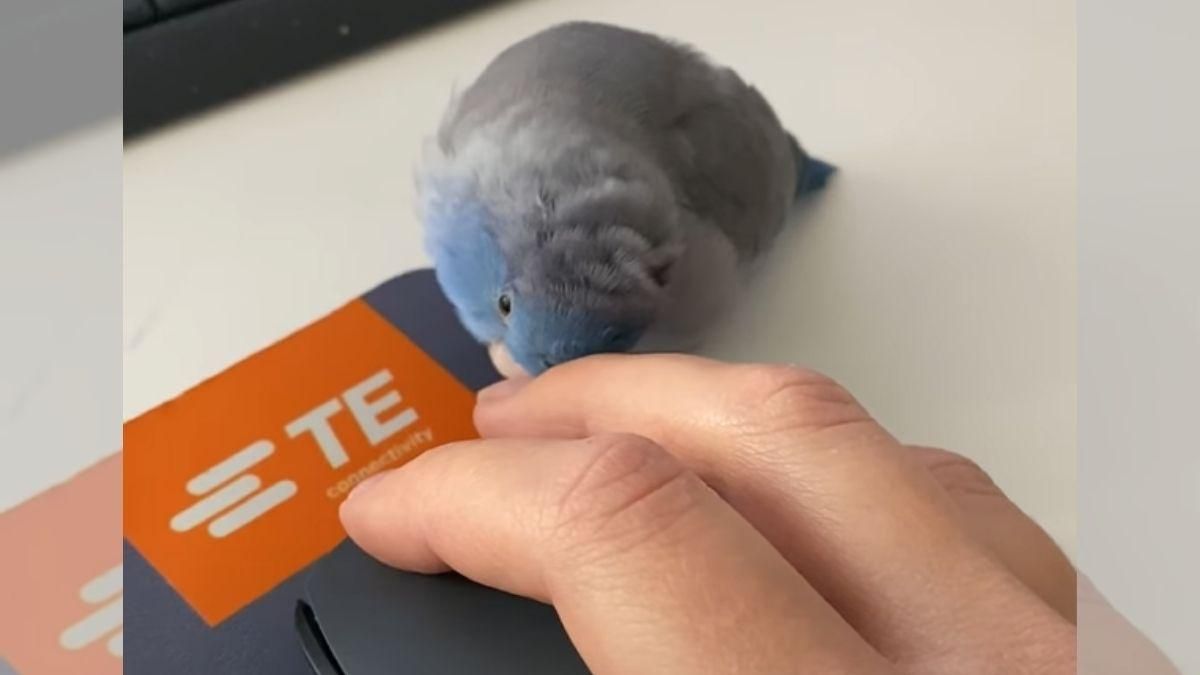 Коли господар надто зайнятий: як кмітливий папуга привернув його увагу – миле відео - Pets Коли господар надто зайнятий: як кмітливий папуга привернув його увагу – миле відео - Pets