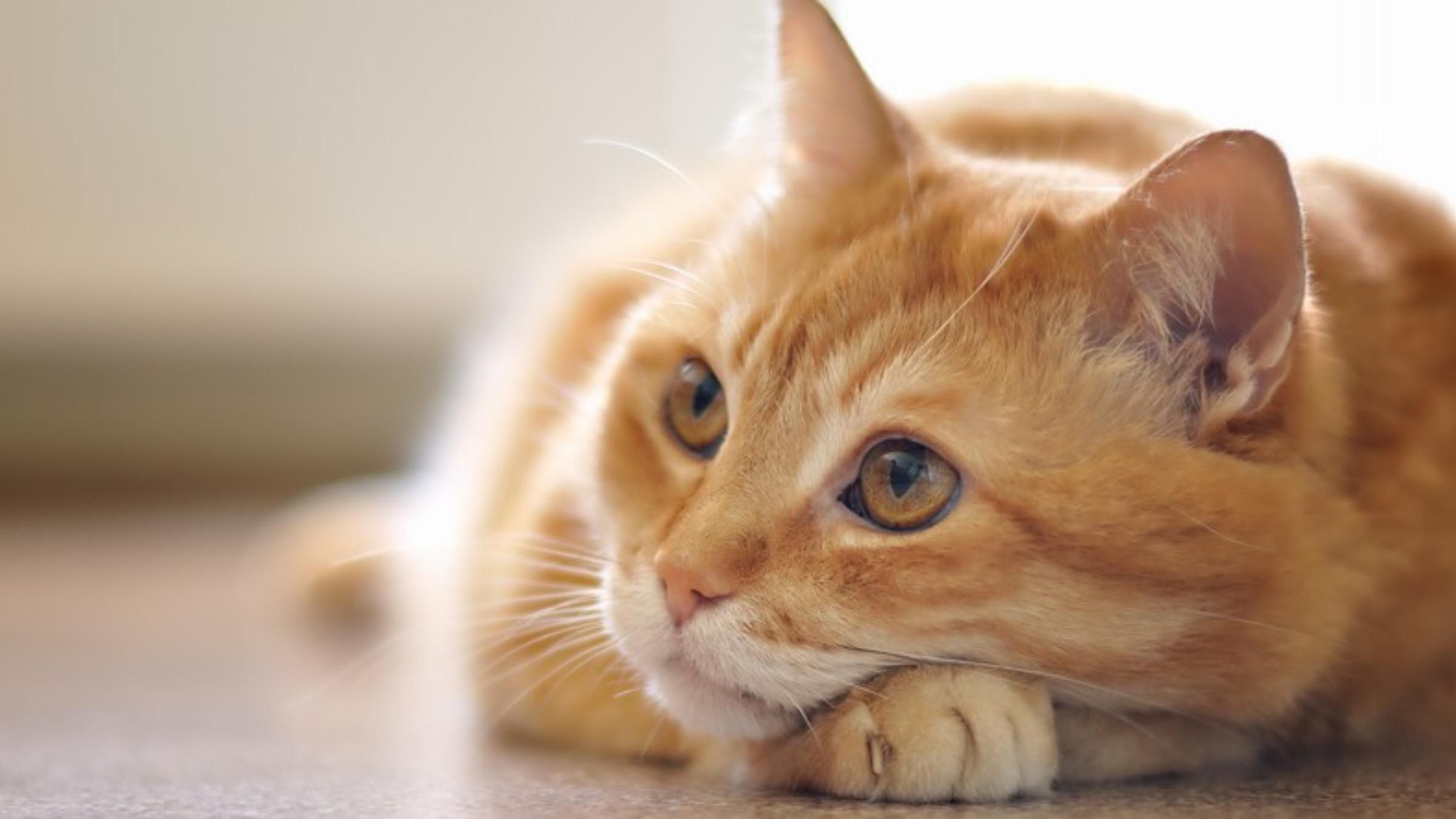 Шипів та "сварився": мережу розсмішив кіт, який не хотів вичісуватися - Pets