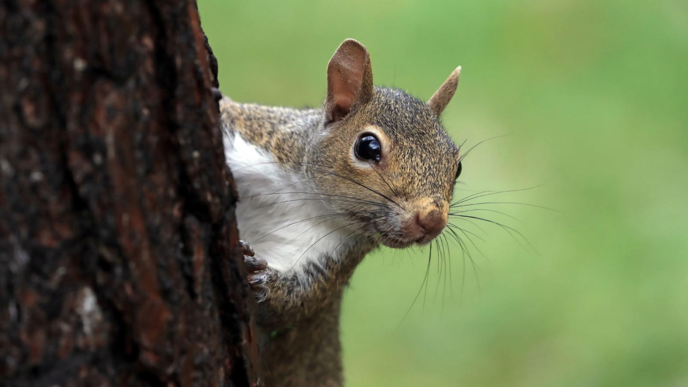 Белка "работает" в ювелирном магазине: какие обязанности четырехлапой - Pets Белка "работает" в ювелирном магазине: какие обязанности четырехлапой - Pets